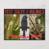 Briefkaart Culex & Bulbuls testen door RoseWrites (Voorkant)