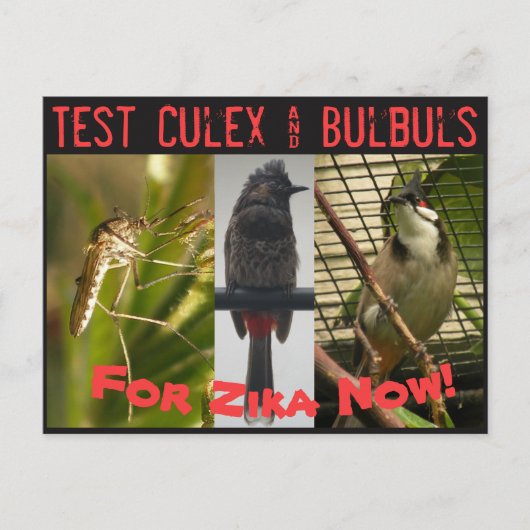 Briefkaart Culex & Bulbuls testen door RoseWrites (Voorkant)