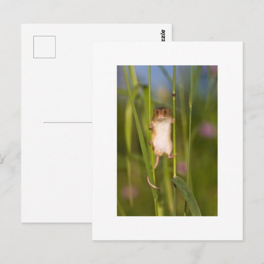 Briefkaart - Cute Field Mouse (Voorkant / Achterkant)