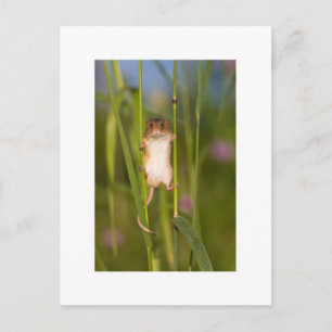 Briefkaart - Cute Field Mouse