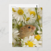 Briefkaart - Cute Mouse van de Daisy (Voorkant / Achterkant)