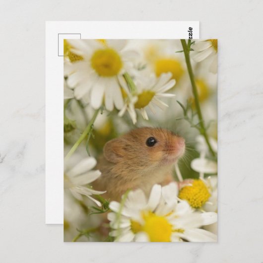 Briefkaart - Cute Mouse van de Daisy (Voorkant / Achterkant)