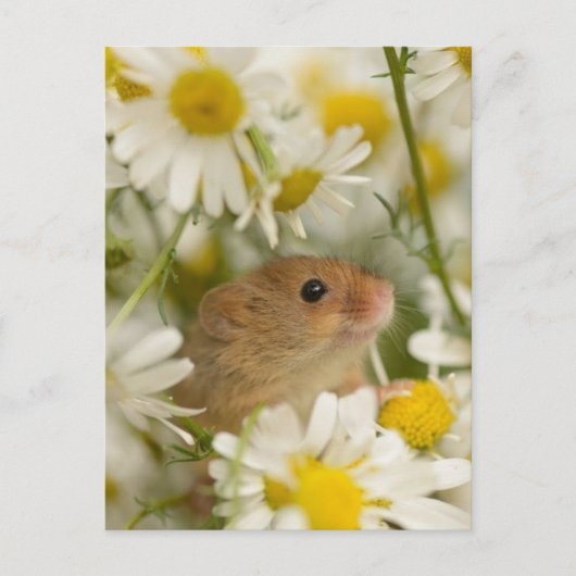 Briefkaart - Cute Mouse van de Daisy (Voorkant)
