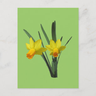 Briefkaart - Daffodil