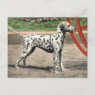 Briefkaart- Dalmatiaans Afbeelding Briefkaart