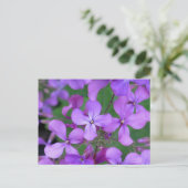 Briefkaart: Dames Rocket (Hesperis matronalis) Briefkaart (Staand voorkant)