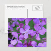 Briefkaart: Dames Rocket (Hesperis matronalis) Briefkaart (Voorkant / Achterkant)