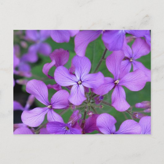 Briefkaart: Dames Rocket (Hesperis matronalis) Briefkaart (Voorkant)