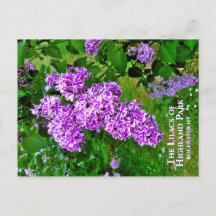 Briefkaart - De Paarse Lilacs of Highland Park