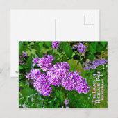 Briefkaart - De Paarse Lilacs of Highland Park (Voorkant / Achterkant)