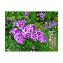 Briefkaart - De Paarse Lilacs of Highland Park