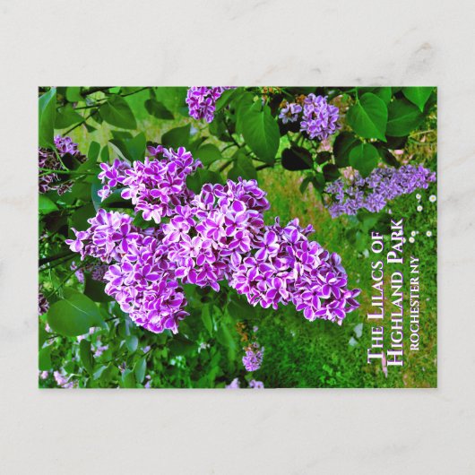 Briefkaart - De Paarse Lilacs of Highland Park (Voorkant)