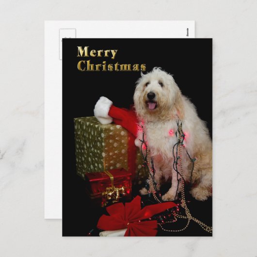 Briefkaart - de Van een hond Groet van Kerstmis - (Voorkant / Achterkant)