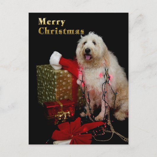 Briefkaart - de Van een hond Groet van Kerstmis - (Voorkant)
