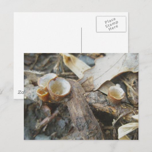 Briefkaart december Cup champignon (Voorkant / Achterkant)