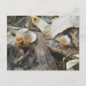 Briefkaart december Cup champignon (Voorkant)