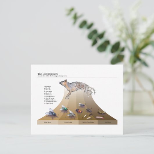 Briefkaart decomposers (Staand voorkant)