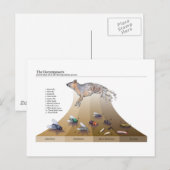 Briefkaart decomposers (Voorkant / Achterkant)