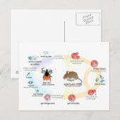Briefkaart Diagram Babesia microti levenscyclus (Voorkant / Achterkant)