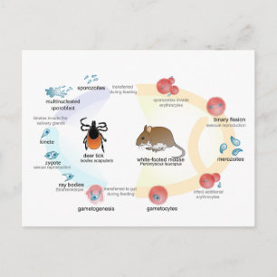 Briefkaart Diagram Babesia microti levenscyclus