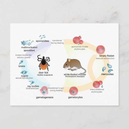 Briefkaart Diagram Babesia microti levenscyclus (Voorkant)