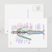 Briefkaart Diagram Humaan Circulatoir Systeem Arte (Voorkant / Achterkant)