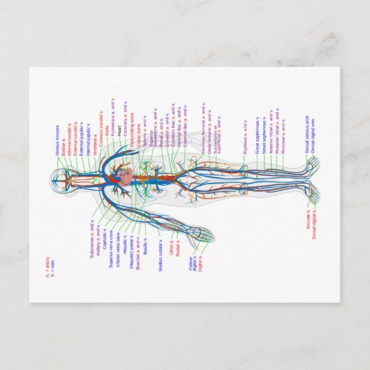 Briefkaart Diagram Humaan Circulatoir Systeem Arte (Voorkant)