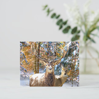 briefkaart "Diep in het bos"