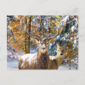 briefkaart "Diep in het bos" (Voorkant)