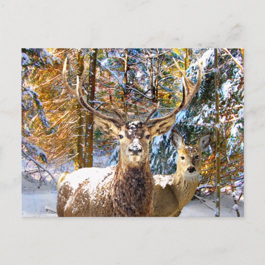 briefkaart "Diep in het bos" (Voorkant)