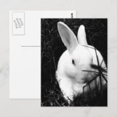 Briefkaart-dieren-26 Briefkaart (Voorkant / Achterkant)