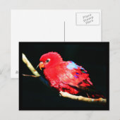 Briefkaart-dieren-35 Briefkaart (Voorkant / Achterkant)