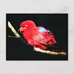 Briefkaart-dieren-35 Briefkaart
