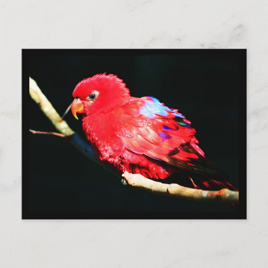 Briefkaart-dieren-35 Briefkaart (Voorkant)