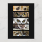 Briefkaart - Dierogen (Voorkant)