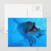 Briefkaart dolfijn (Voorkant / Achterkant)