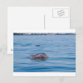 Briefkaart dolfijn (Voorkant / Achterkant)