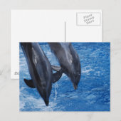 Briefkaart dolfijn Show (Voorkant / Achterkant)