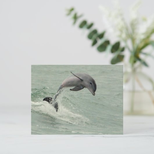  Briefkaart Dolphin (Staand voorkant)