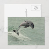  Briefkaart Dolphin (Voorkant / Achterkant)