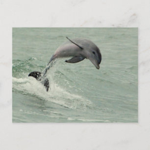 Briefkaart Dolphin