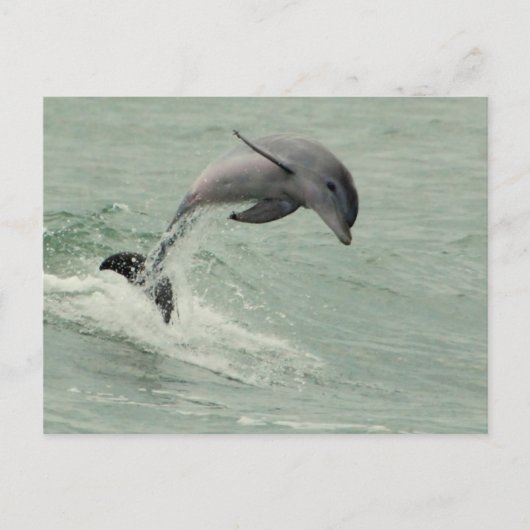  Briefkaart Dolphin (Voorkant)