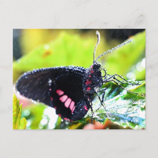 Briefkaart/Doris Longwing Butterfly Briefkaart (Voorkant)