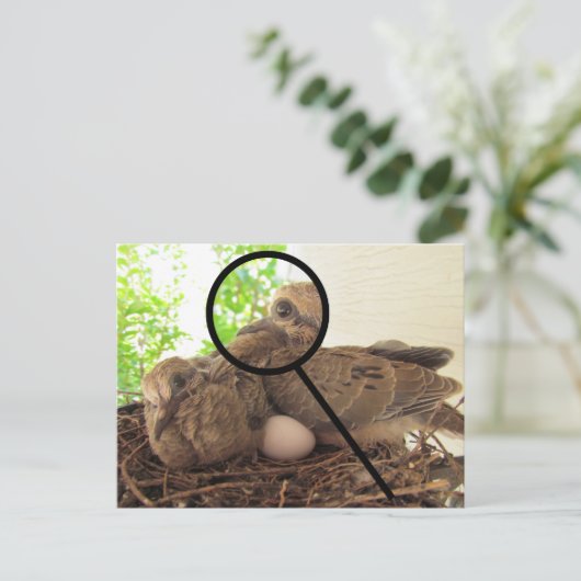 Briefkaart - Dove Fledglans in nesten (Staand voorkant)