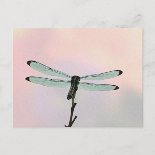 Briefkaart Dragonfly ion Pastels (Voorkant)