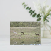 Briefkaart - Drie Alpaca (Staand voorkant)