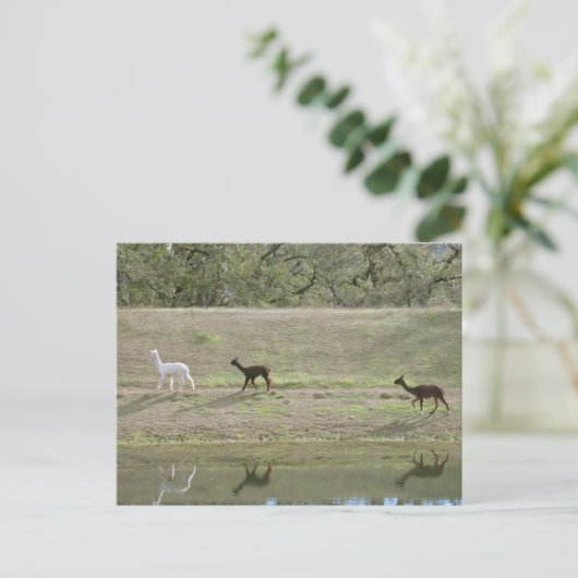 Briefkaart - Drie Alpaca (Staand voorkant)