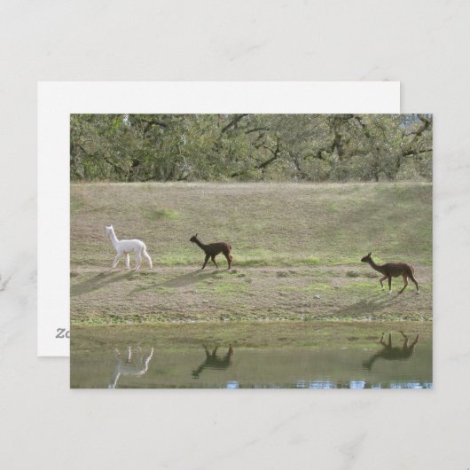 Briefkaart - Drie Alpaca (Voorkant / Achterkant)