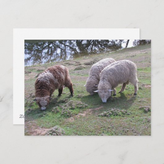 Briefkaart - Drie schapen (Voorkant / Achterkant)