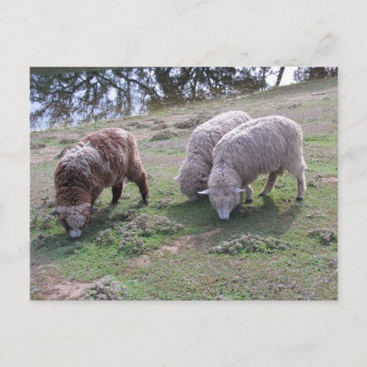 Briefkaart - Drie schapen (Voorkant)